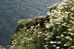 Puffin