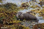 Otter at the lodge