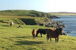 Coastal walking from North Booth with the ponies