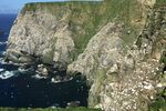 Enjoy the spectacle and noise of the gannet colonies close by