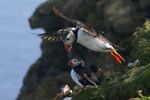 Puffins at Sumburgh Head