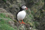 Puffin at Sumburgh Head