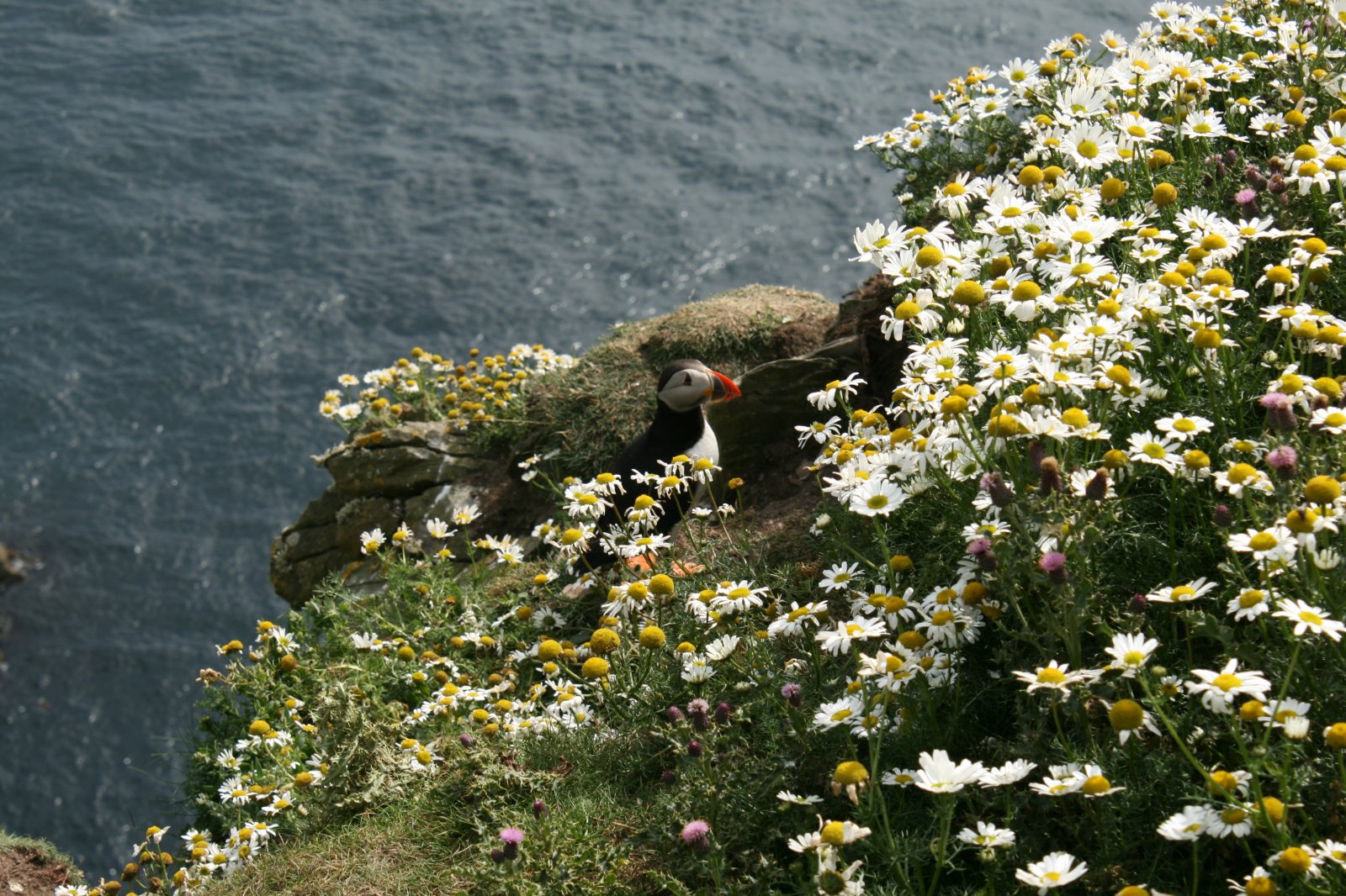 Puffin