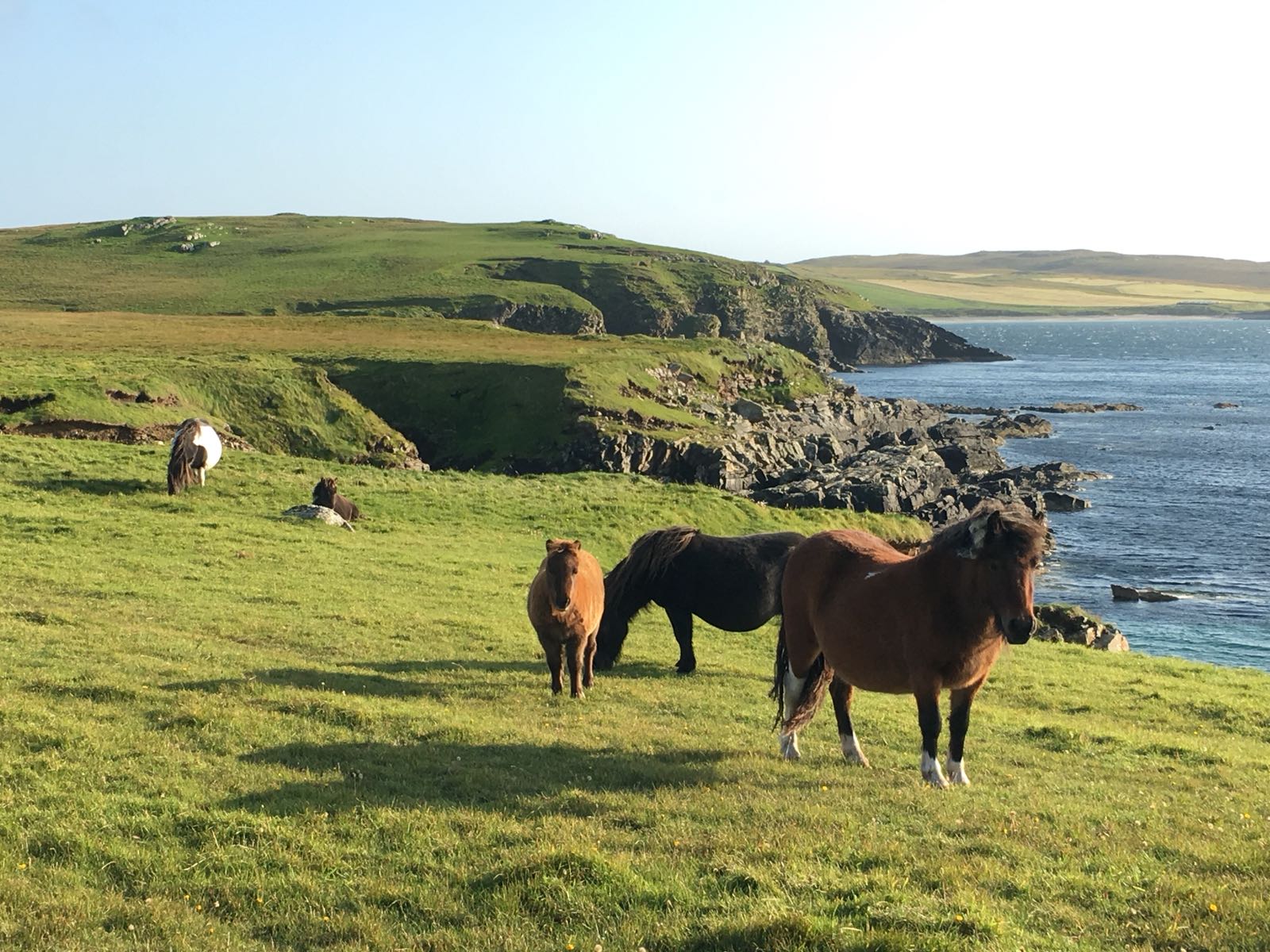 Coastal walking from North Booth with the ponies